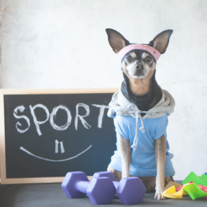 Fitness & Activity Trackers