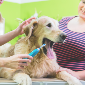 Dental Care