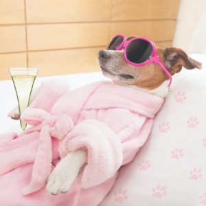 Dog Anxiety & Stress Relief