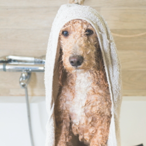 Grooming & Hygiene