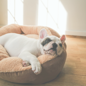 Orthopedic Dog Beds